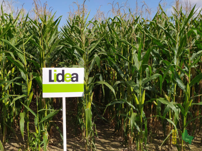Zdjęcie kukurydzy ESZ 20208 z LIDEA Seeds na polu demonstracyjnym w Sielinku 14.09.2021