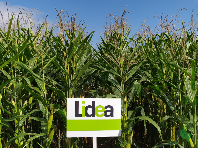 Zdjęcie kukurydzy ESZ 20208 z LIDEA Seeds na polu demonstracyjnym w Sielinku 14.09.2021