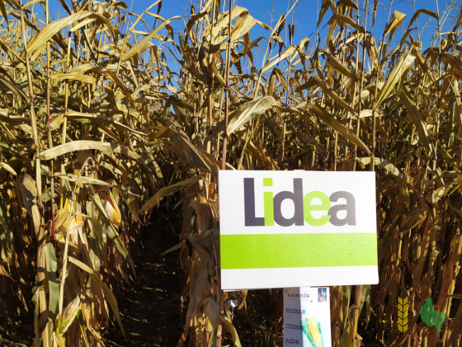 Zdjęcie kukurydzy ESZ 20208 z LIDEA Seeds na polu demonstracyjnym w Sielinku 25.10.2021
