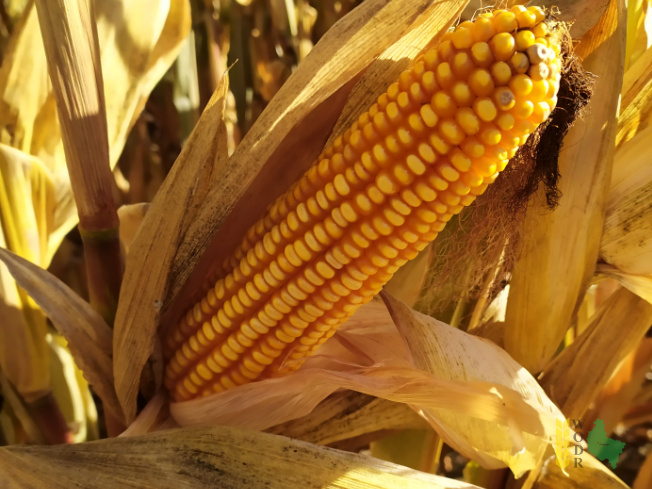 Zdjęcie kukurydzy ESZ 20208 z LIDEA Seeds na polu demonstracyjnym w Sielinku 25.10.2021