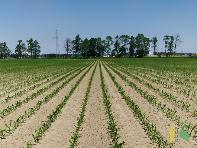 Zdjęcie kukurydzy KADRYL z Małopolskiej Hodowli Roślin na polu demonstracyjnym w Sielinku 08.06.2021