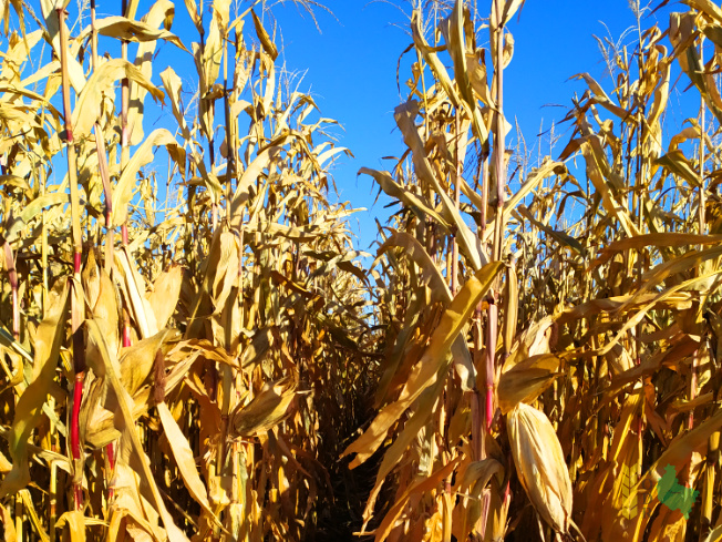 Zdjęcie kukurydzy Kadryl z Małopolskiej Hodowli Roślin na polu demonstracyjnym w Sielinku 25.10.2021