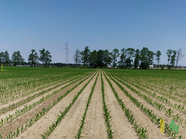 Zdjęcie kukurydzy KB 2704 z Małopolskiej Hodowli Roślin na polu demonstracyjnym w Sielinku 08.06.2021