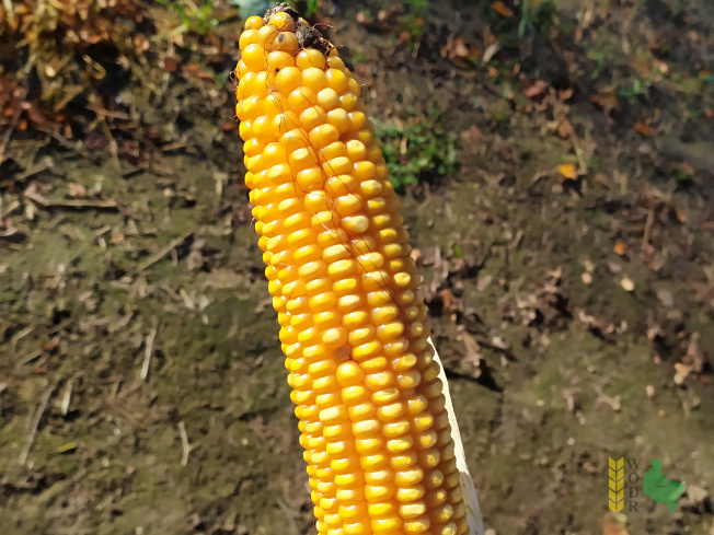 Zdjęcie kukurydzy LOKATA z Małopolskiej Hodowli Roślin na polu demonstracyjnym w Sielinku 25.10.2021