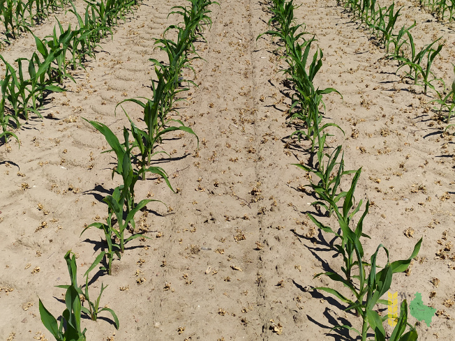 Zdjęcie kukurydzy MAS 140.E z MAS Seeds na polu demonstracyjnym w Sielinku 08.06.2021