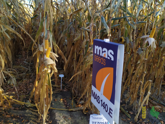 Zdjęcie kukurydzy MAS 140.E z MAS Seeds na polu demonstracyjnym w Sielinku 25.10.2021