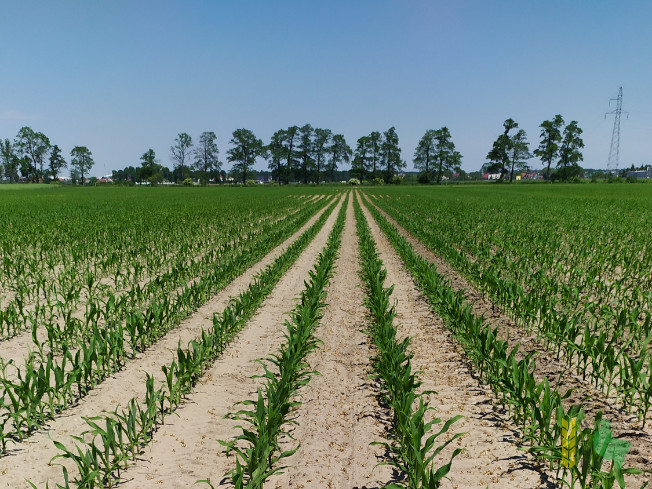 Zdjęcie kukurydzy MAS 22.R z MAS Seeds na polu demonstracyjnym w Sielinku 08.06.2021