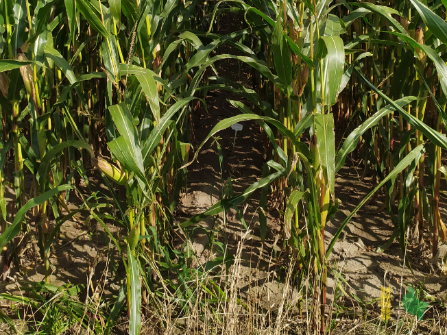 Zdjęcie kukurydzy MAS 22.R z MAS Seeds na polu demonstracyjnym w Sielinku 14.09.2021