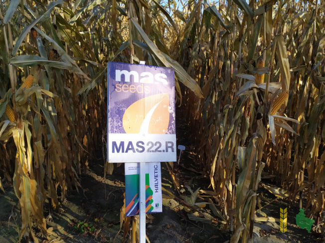 Zdjęcie kukurydzy MAS 22.R z MAS Seeds na polu demonstracyjnym w Sielinku 25.10.2021