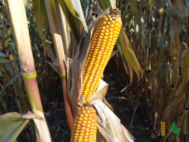 Zdjęcie kukurydzy MAS 22.R z MAS Seeds na polu demonstracyjnym w Sielinku 25.10.2021