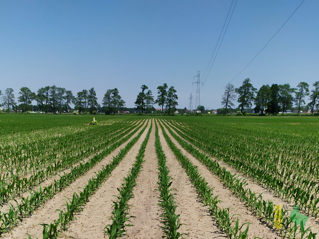 Zdjęcie kukurydzy MAS 23.M z MAS Seeds na polu demonstracyjnym w Sielinku 08.06.2021