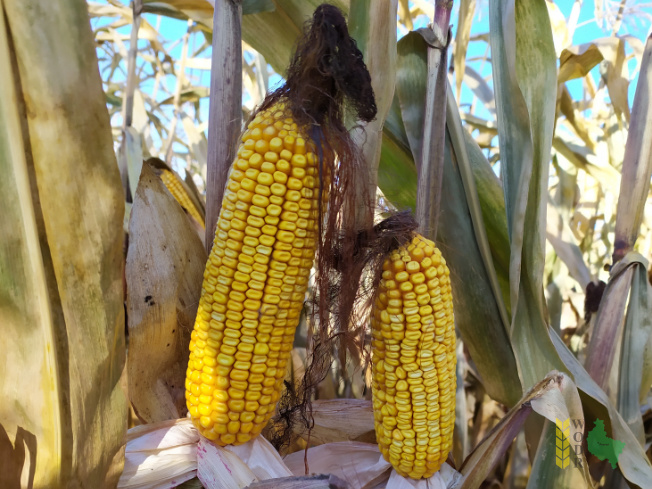 Zdjęcie kukurydzy MAS 23.M z MAS Seeds na polu demonstracyjnym w Sielinku 25.10.2021