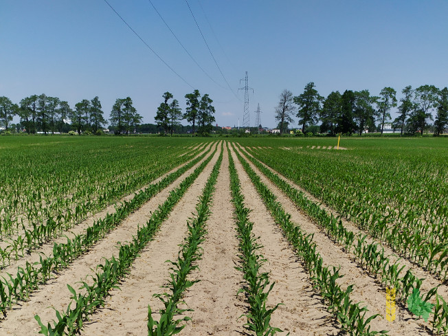 Zdjęcie kukurydzy MAS 29.T z MAS Seeds na polu demonstracyjnym w Sielinku 08.06.2021