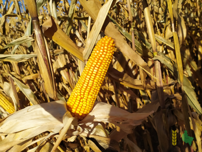 Zdjęcie kukurydzy MAS 29.T z MAS Seeds na polu demonstracyjnym w Sielinku 25.10.2021