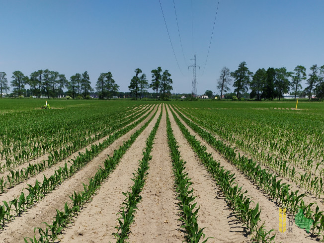 Zdjęcie kukurydzy P 8834 z PIONEER na polu demonstracyjnym w Sielinku 08.06.2021