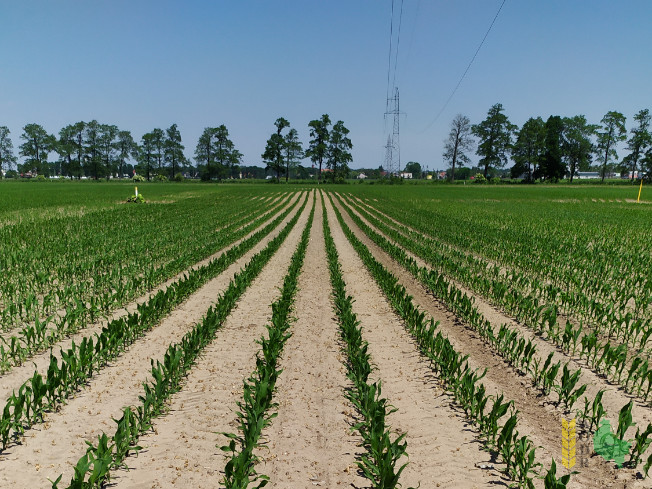 Zdjęcie kukurydzy P 8904 z PIONEER na polu demonstracyjnym w Sielinku 08.06.2021