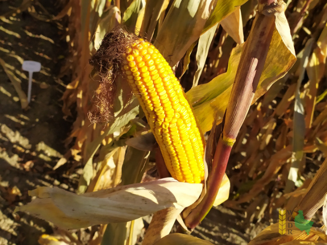 Zdjęcie kukurydzy P 8904 z PIONEER na polu demonstracyjnym w Sielinku 25.10.2021
