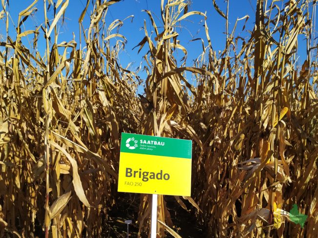 Zdjęcie kukurydzy BRIGADO z SAATBAU na polu demonstracyjnym w Sielinku 25.10.2021