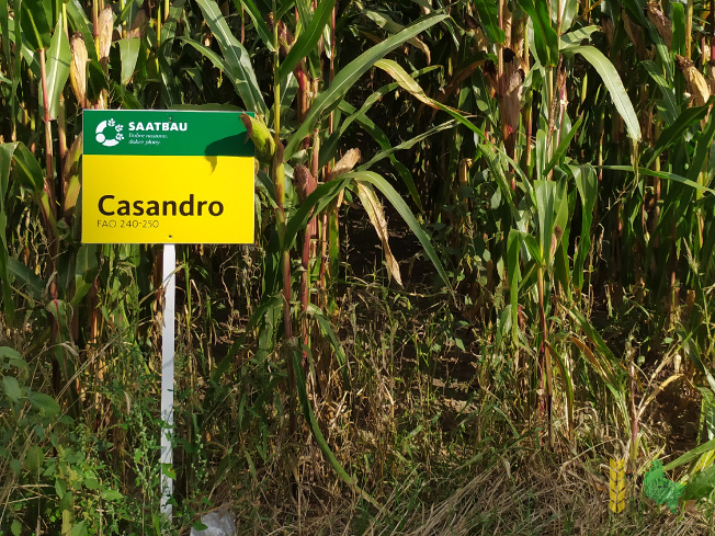 Zdjęcie kukurydzy CASANDRO z SAATBAU na polu demonstracyjnym w Sielinku 14.09.2021