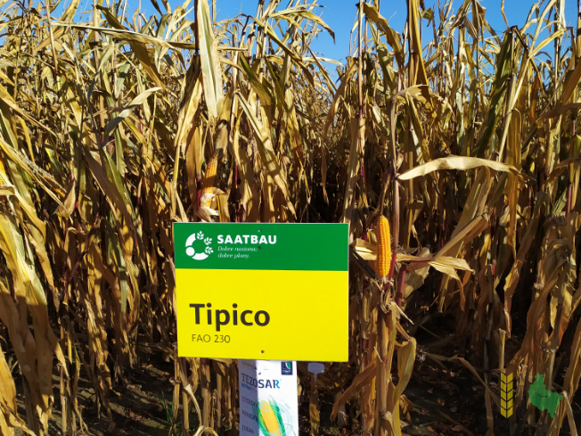 Zdjęcie kukurydzy TIPICO z SAATBAU na polu demonstracyjnym w Sielinku 25.10.2021