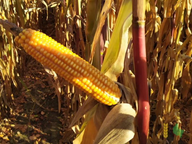 Zdjęcie kukurydzy TIPICO z SAATBAU na polu demonstracyjnym w Sielinku 25.10.2021