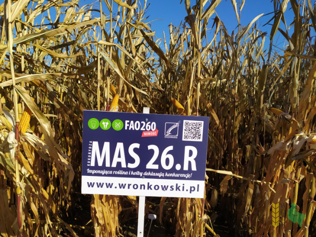 Zdjęcie kukurydzy MAS 26.R z WRONKOWSKI na polu demonstracyjnym w Sielinku 25.10.2021