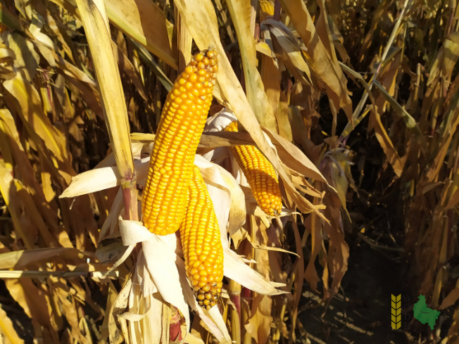 Zdjęcie kukurydzy MAS 26.R z WRONKOWSKI na polu demonstracyjnym w Sielinku 25.10.2021