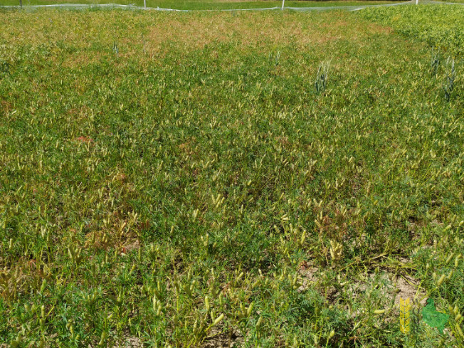 Zdjęcie Łubinu wąskolistnego DALBOR z Hodowli Roślin SMOLICE na polu demonstracyjnym w Sielinku 06.07.2021