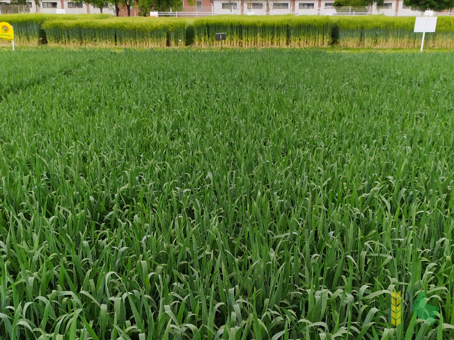 Zdjęcie pszenicy jarej OSTKA SMOLICKA z Hodowli Roślin SMOLICE na polu demonstracyjnym w Sielinku 07.06.2021
