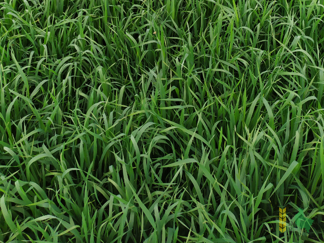 Zdjęcie pszenicy jarej KUJAVIA z ROLNAS na polu demonstracyjnym w Sielinku 07.06.2021