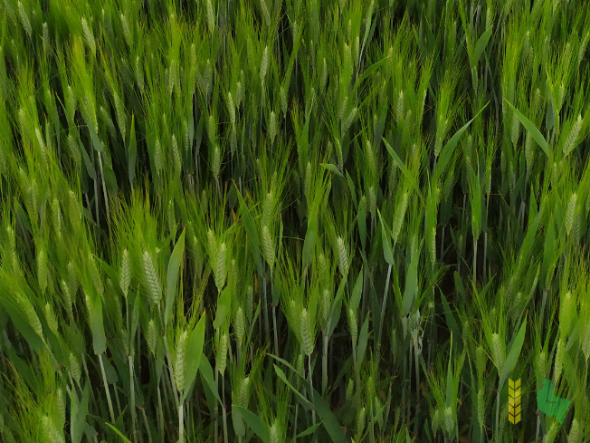 Zdjęcie pszenicy ozimej METIS z Hodowli Roślin SMOLICE na polu demonstracyjnym w Sielinku 07.06.2021