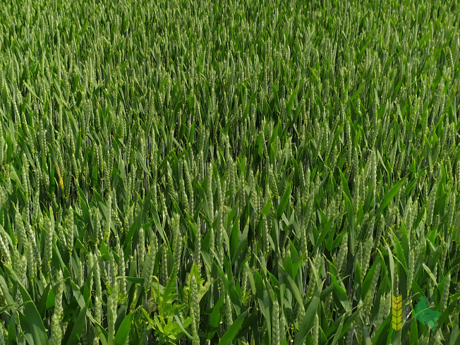 Zdjęcie pszenicy ozimej BILANZ z RAGT Nasiona na polu demonstracyjnym w Sielinku 07.06.2021