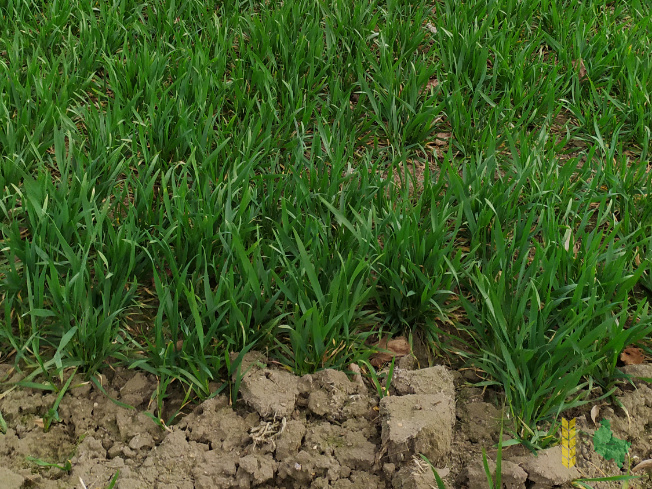 Zdjęcie pszenicy ozimej LINUS z RAGT Nasiona na polu demonstracyjnym w Sielinku 01.04.2021
