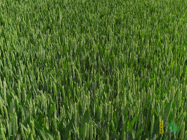 Zdjęcie pszenicy ozimej LINUS z RAGT Nasiona na polu demonstracyjnym w Sielinku 07.06.2021