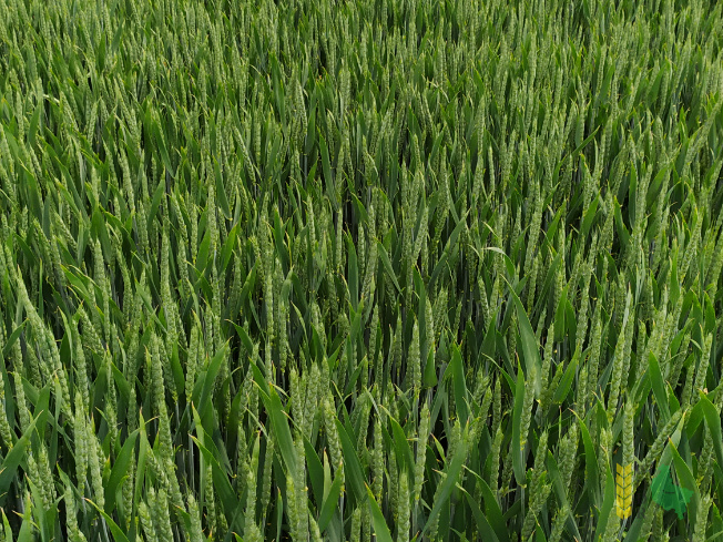 Zdjęcie pszenicy ozimej PATRAS z Saaten-Union na polu demonstracyjnym w Sielinku 07.06.2021