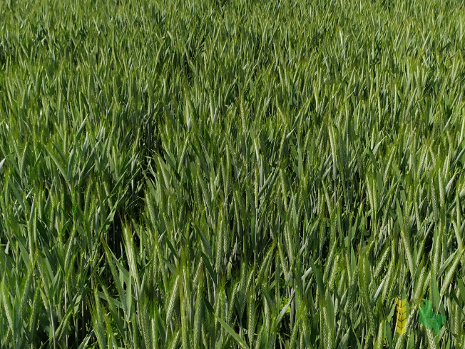 Zdjęcie pszenżyta ozimego CORADO z DANKO Hodowli Roślin na polu demonstracyjnym w Sielinku 07.06.2021