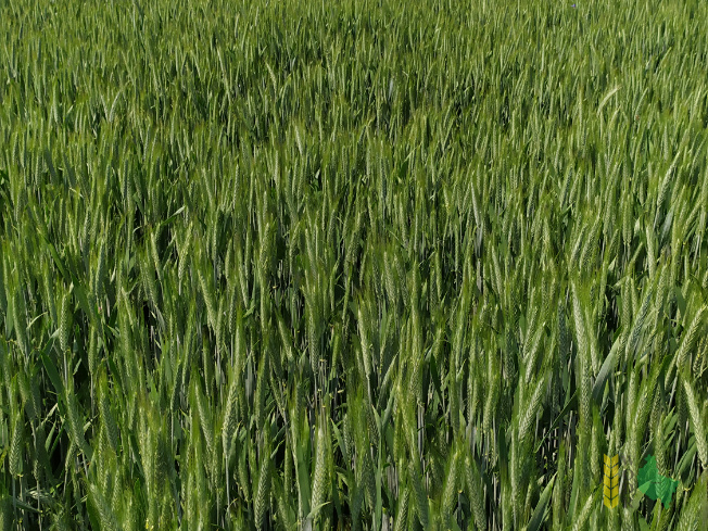 Zdjęcie pszenżyta ozimego PORTO z DANKO Hodowli Roślin na polu demonstracyjnym w Sielinku 07.06.2021