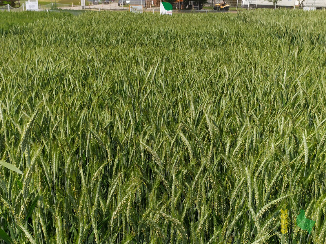 Zdjęcie pszenżyta ozimego CAPPRICIA z Syngenta na polu demonstracyjnym w Sielinku 07.06.2021