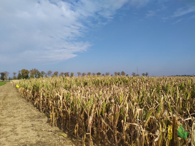 Na zdjęciu pole z uprawą kukurydzy