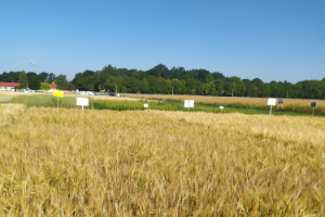 Zdjęcie jęczmienia jarego FEEDWAY z DANKO Hodowli Roślin na polu demonstracyjnym w  05.07.2022