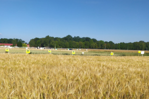 Zdjęcie jęczmienia jarego REKRUT z Hodowli Roślin SMOLICE na polu demonstracyjnym w  05.07.2022