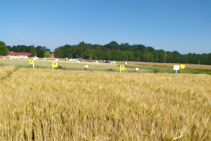 Zdjęcie jęczmienia jarego RUBASZEK z Hodowli Roślin SMOLICE na polu demonstracyjnym w  05.07.2022