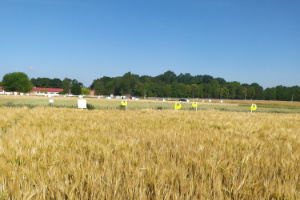 Zdjęcie jęczmienia jarego VERMONT LOZ z KWS POLSKA na polu demonstracyjnym w  05.07.2022