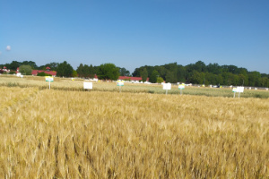 Zdjęcie jęczmienia jarego WIRTUOZ z Poznańskiej Hodowli Roślin na polu demonstracyjnym w  05.07.2022