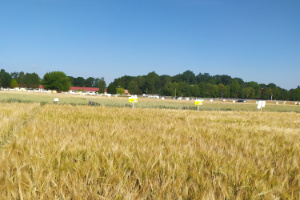 Zdjęcie jęczmienia jarego BRIGITTA LOZ z Saaten-Union na polu demonstracyjnym w  05.07.2022